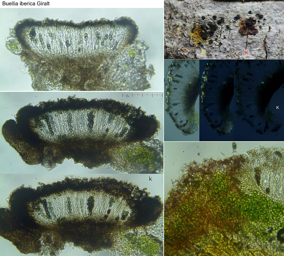 Buellia iberica
