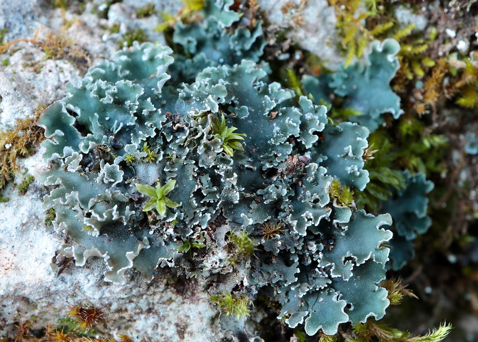 Peltigera degenii