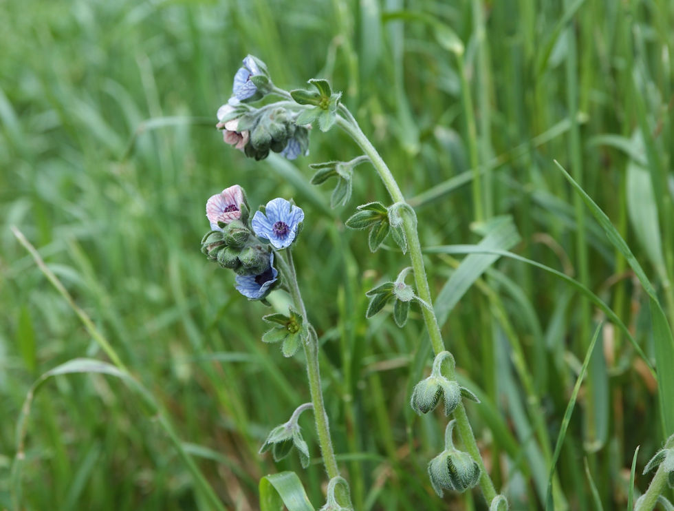 Cynoglossum creticum