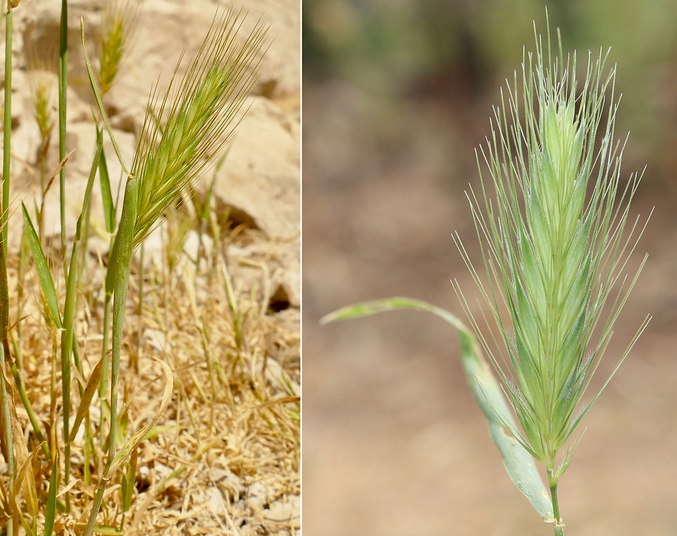 Hordeum murinum