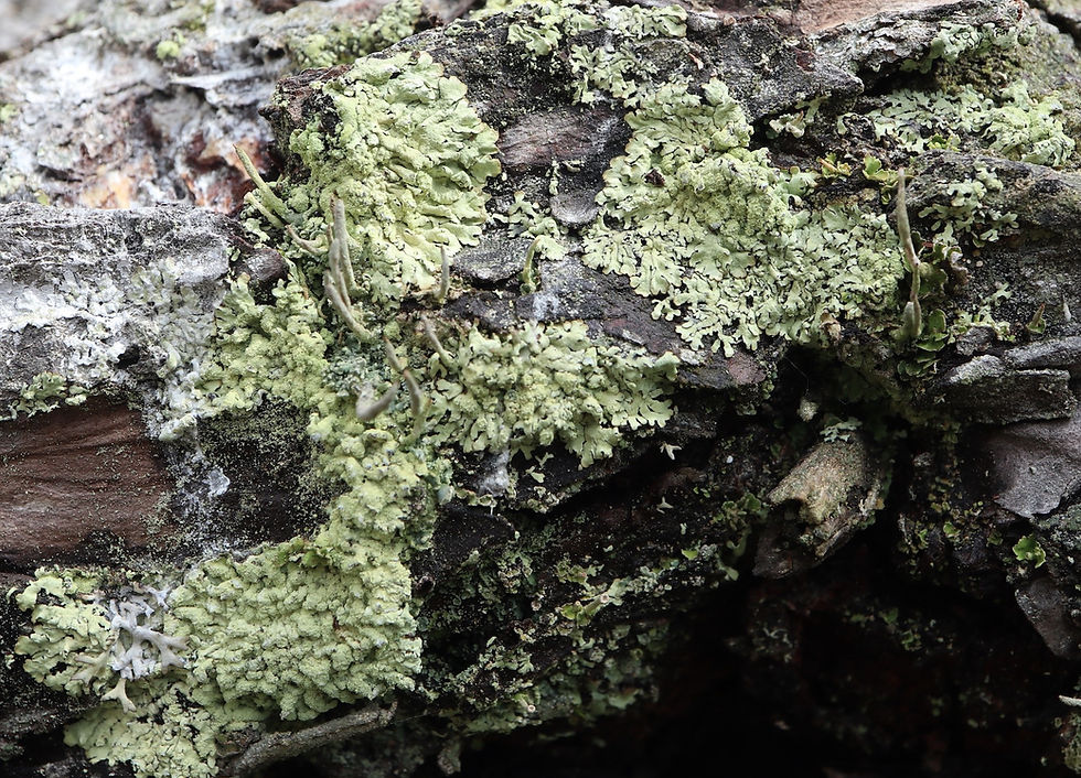 Parmeliopsis ambigua lignicole Pinus