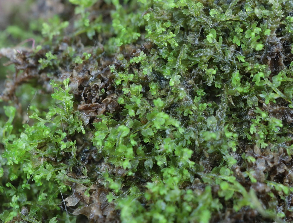 Mesoptychia badensis