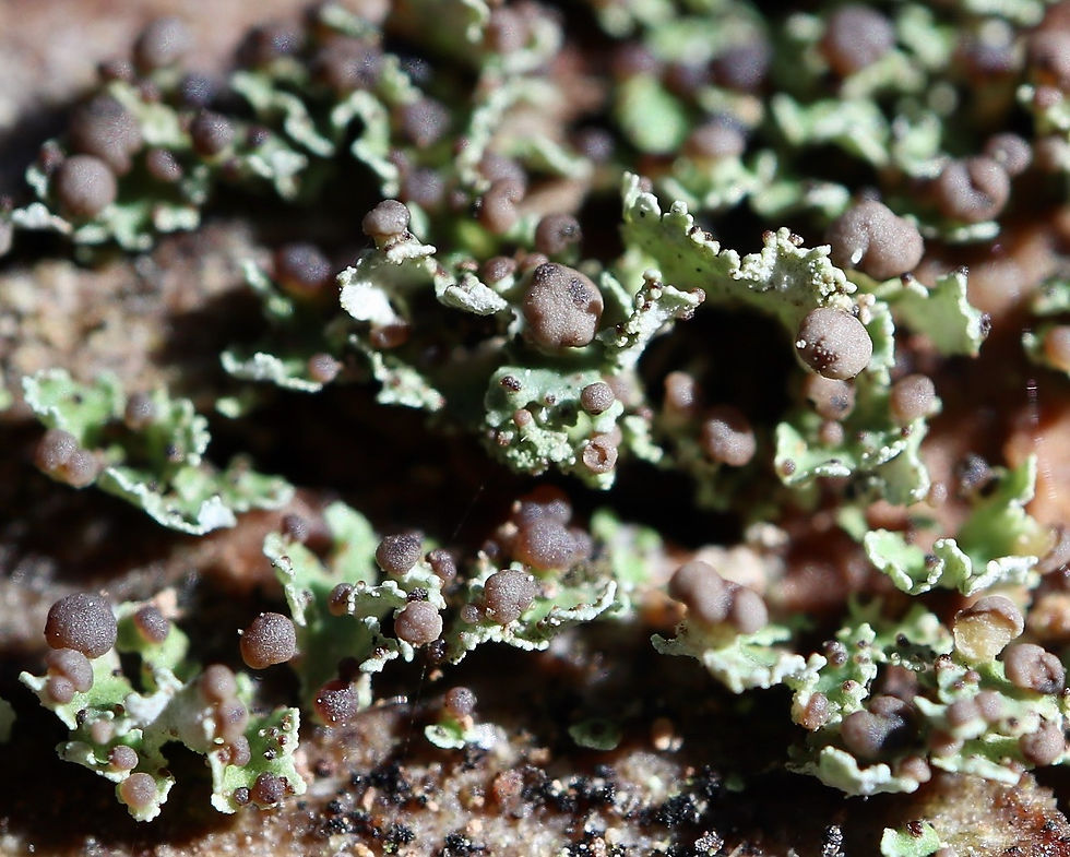 Cladonia caespiticia