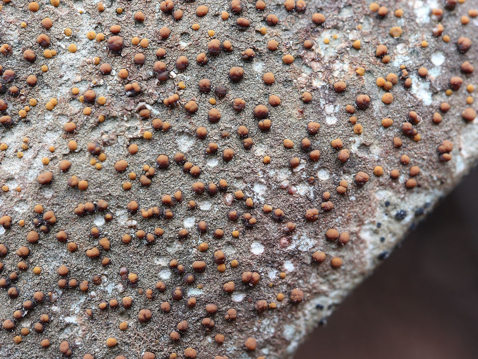 Protoblastenia rupestris