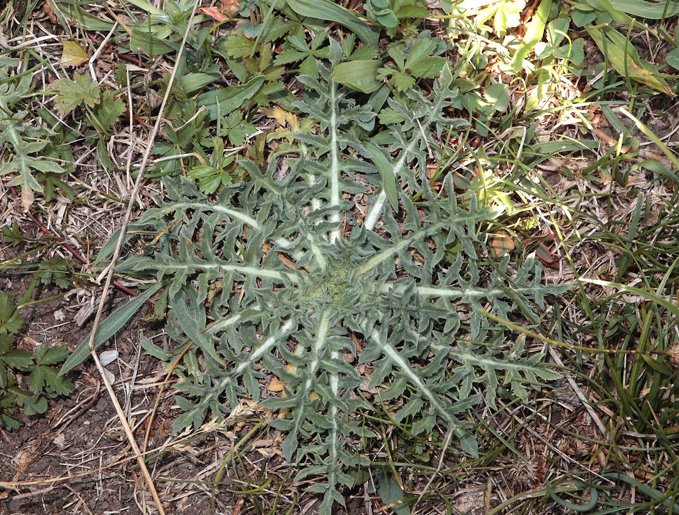 Centaurea calcitrapa
