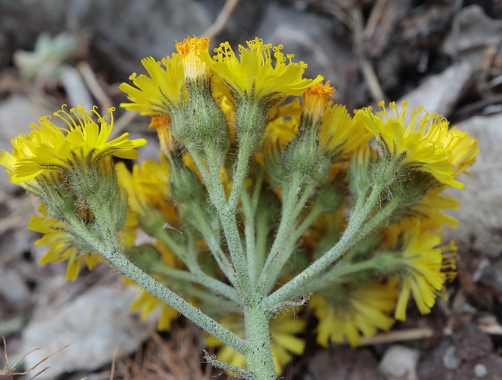 Pilosella cymosa