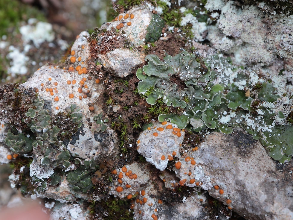 Protoblastenia calva var. sanguinea
