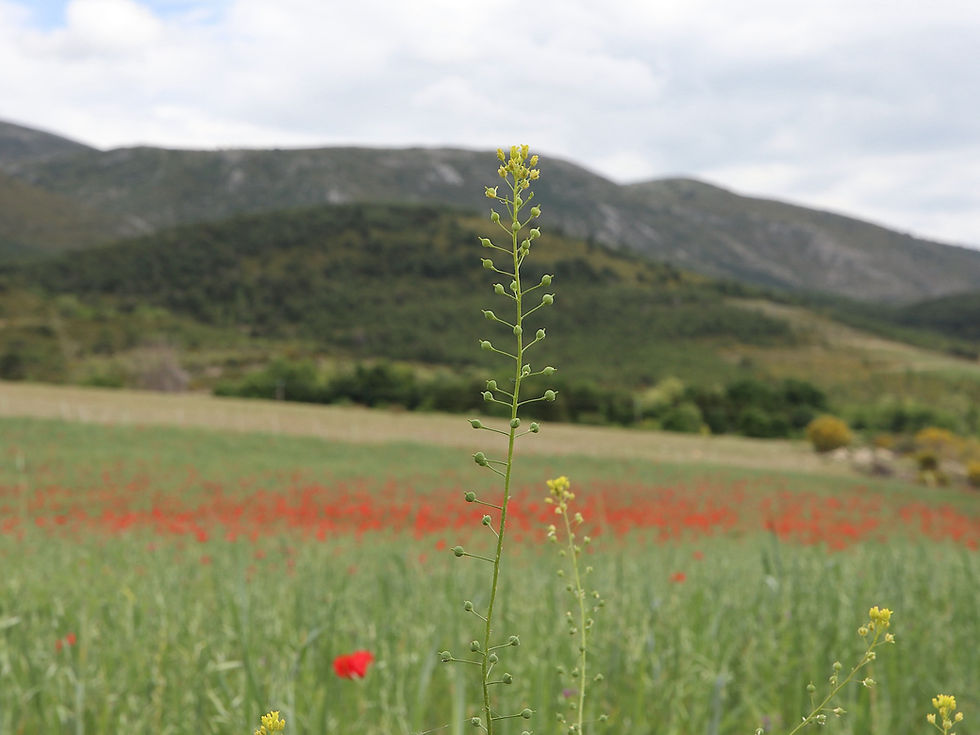 Neslia paniculata
