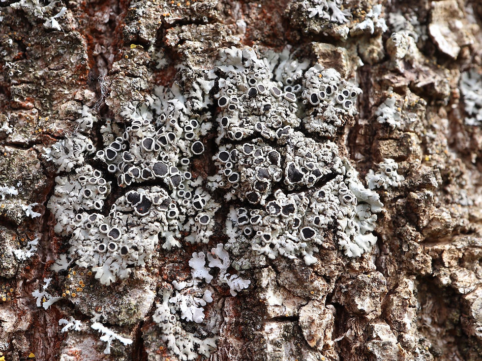 Physcia stellaris Fraxinus