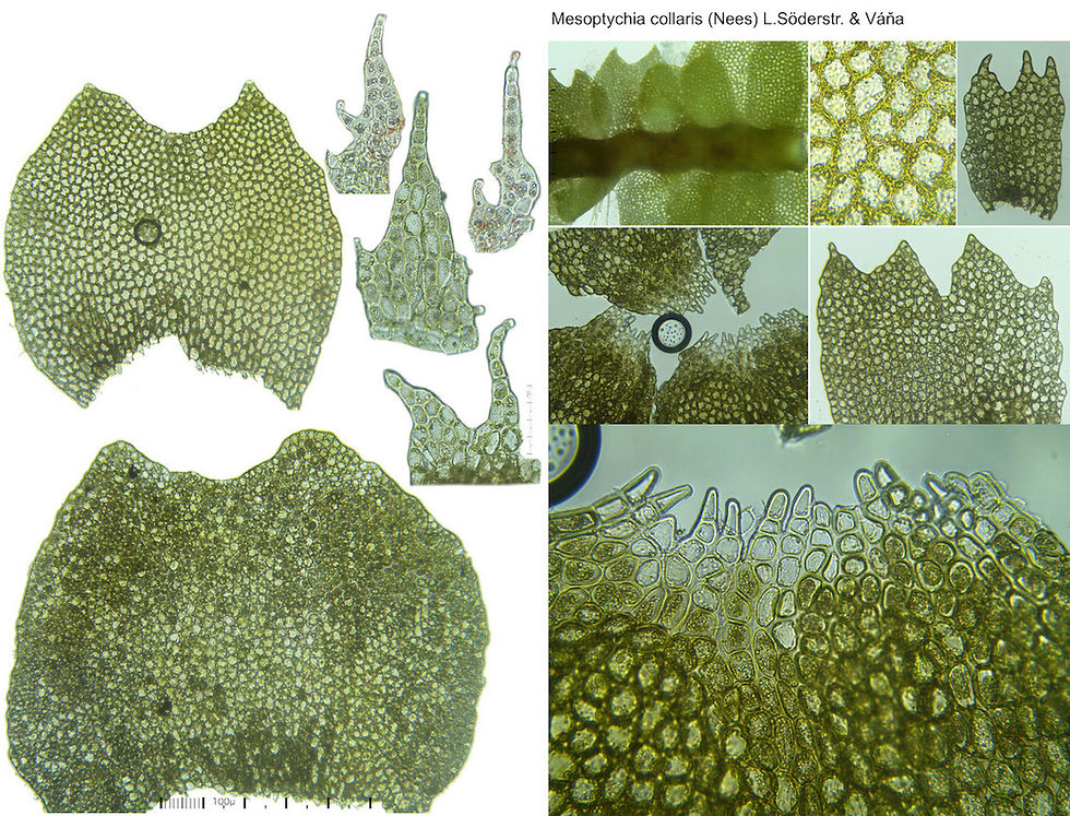 Mesoptychia collaris