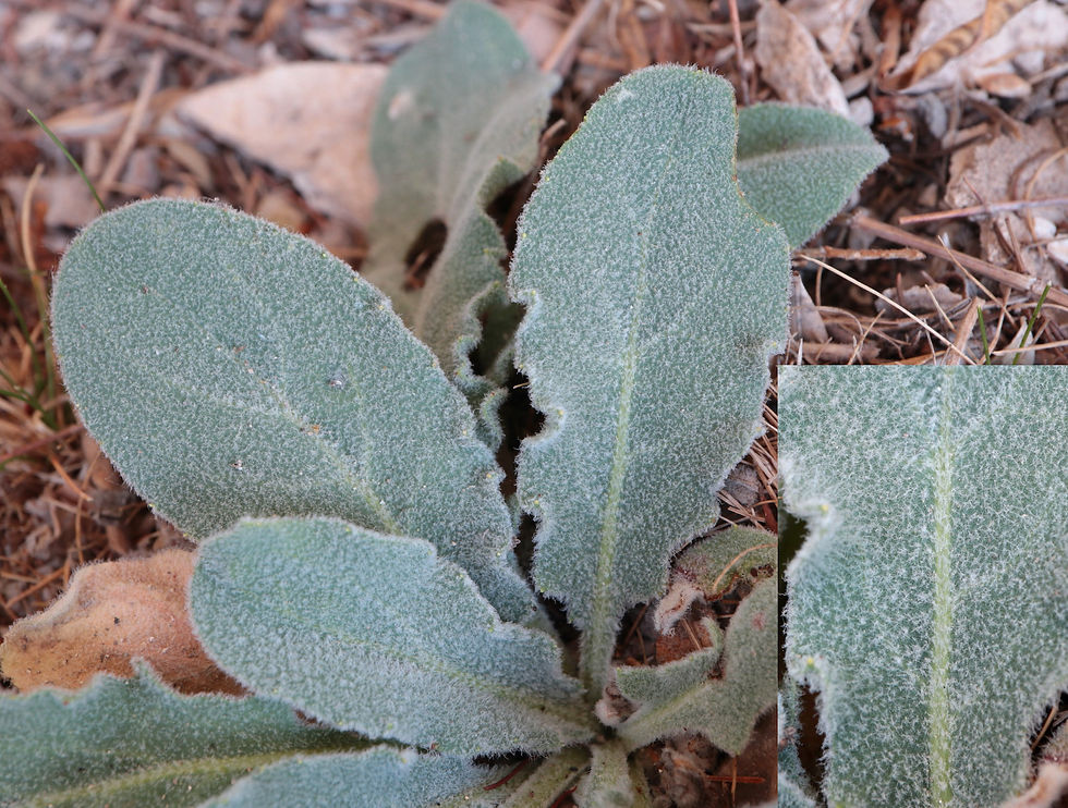 Hieracium andryaloides