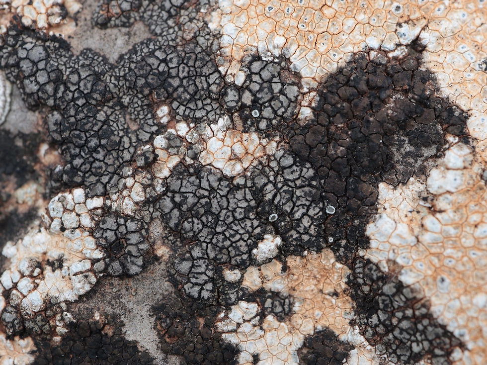 Placopyrenium canellum