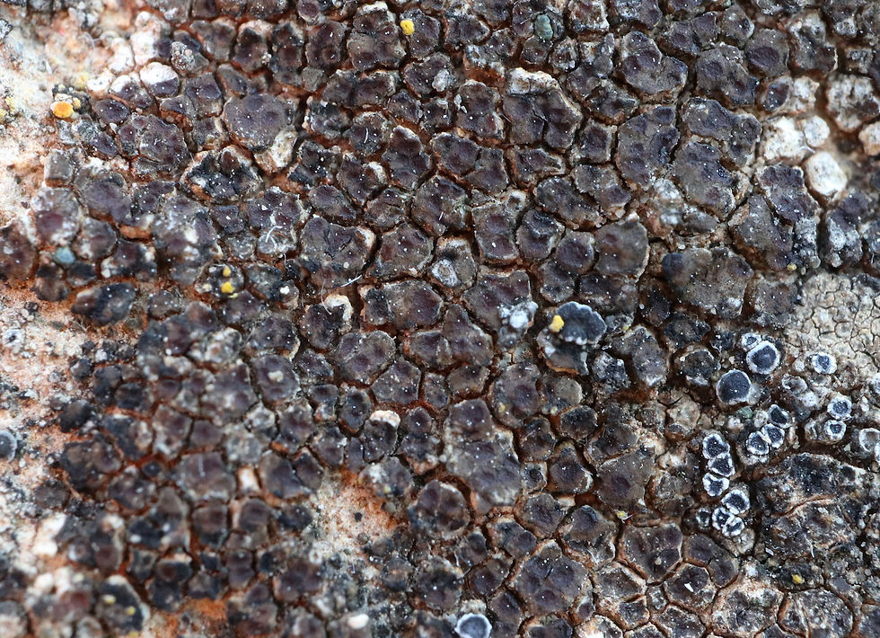 Acarospora badiofusca