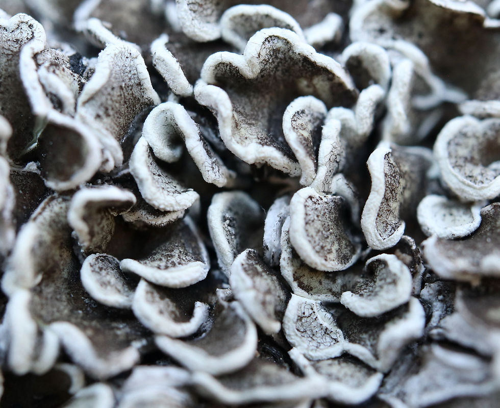 Squamarina concrescens