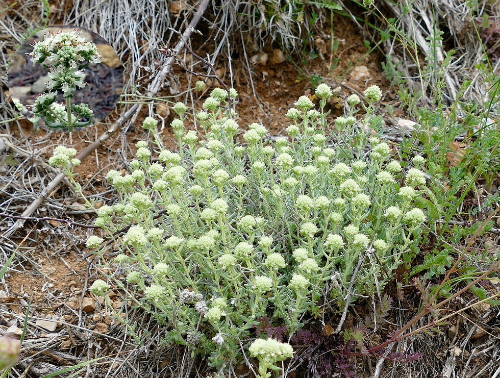 Teucrium polium
