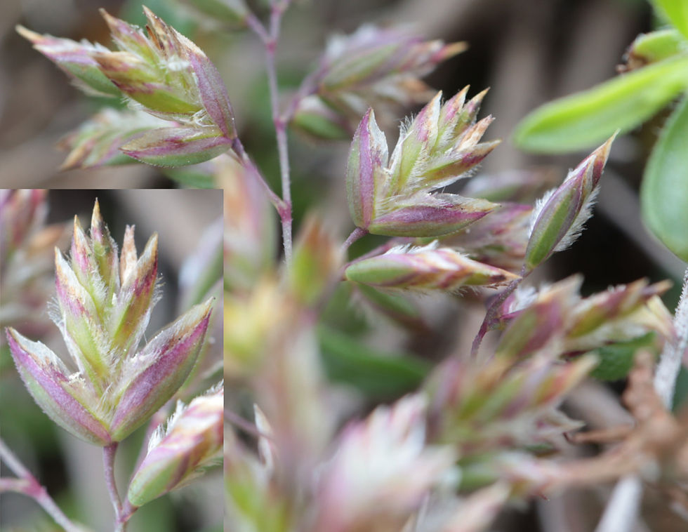 Poa bulbosa var. bulbosa