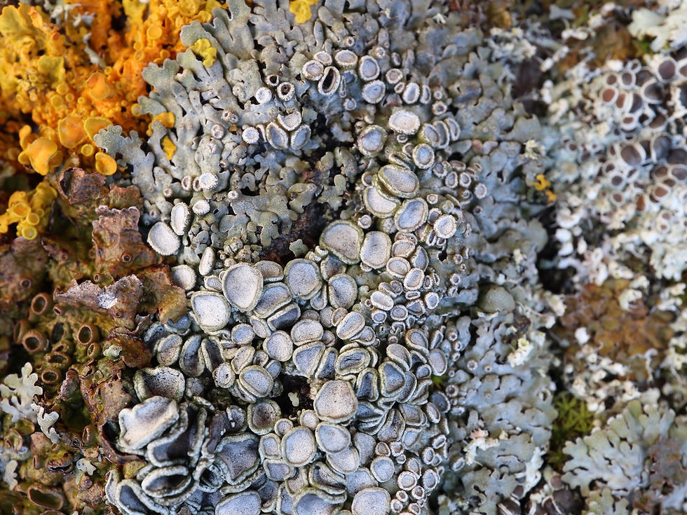 Physconia distorta Fraxinus