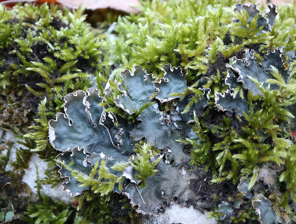 Peltigera elisabethae