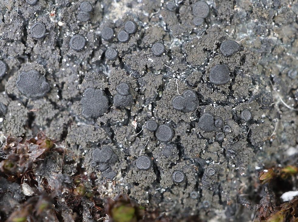 Placynthium anemoideum / tantaleum