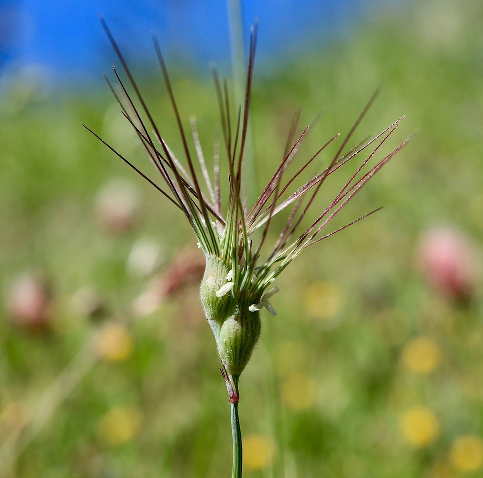 Aegylops ovata