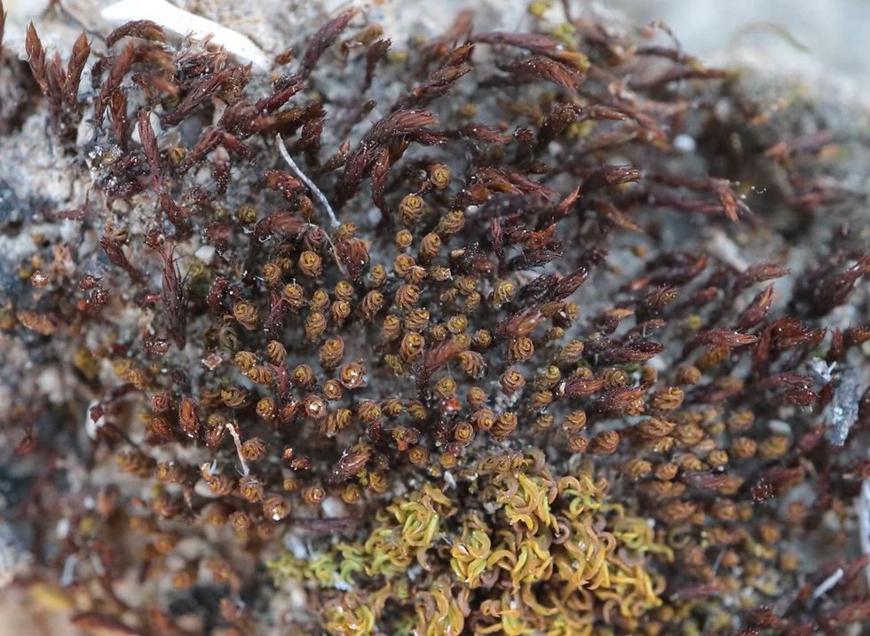 Didymodon acutus avec Trichostomum triumphans