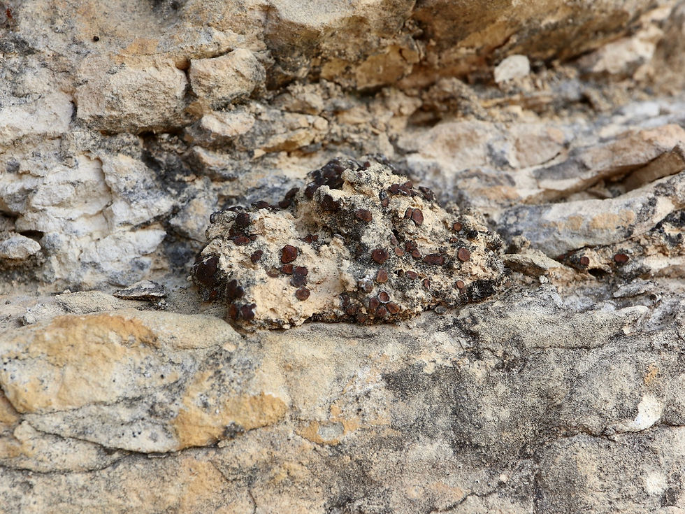 Placidium boccanum
