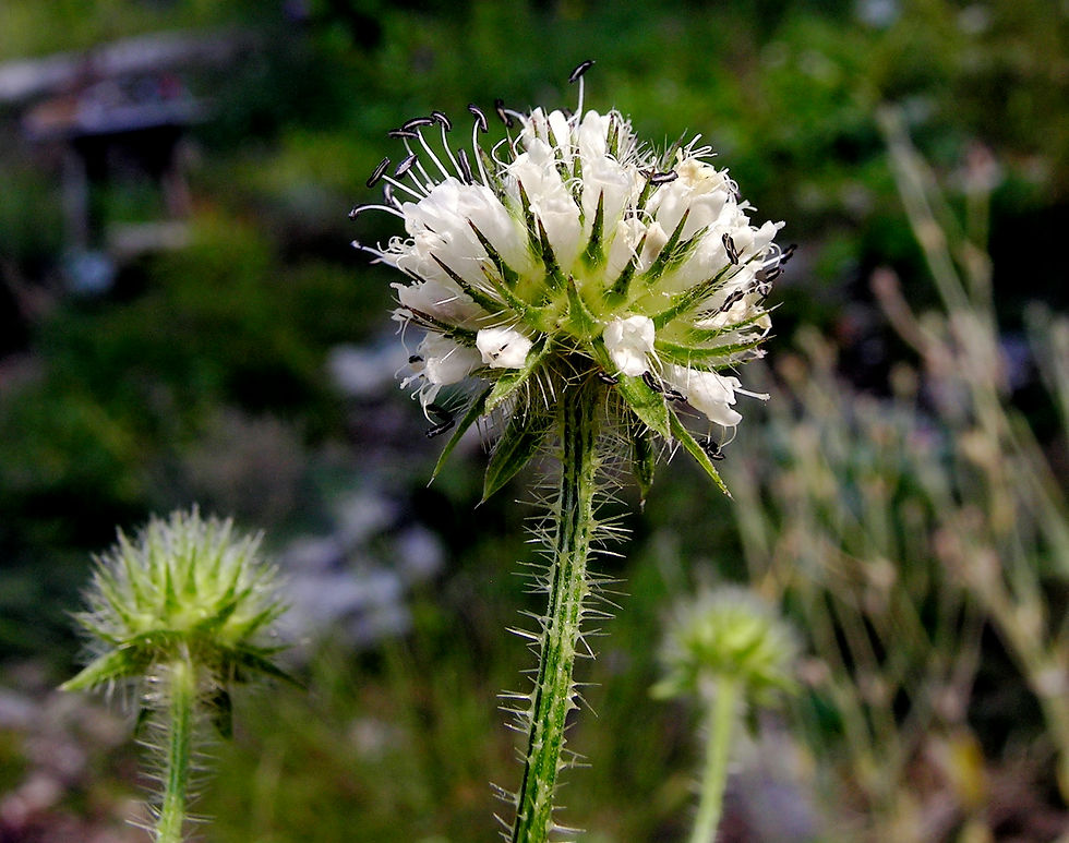 Dipsacus pilosus