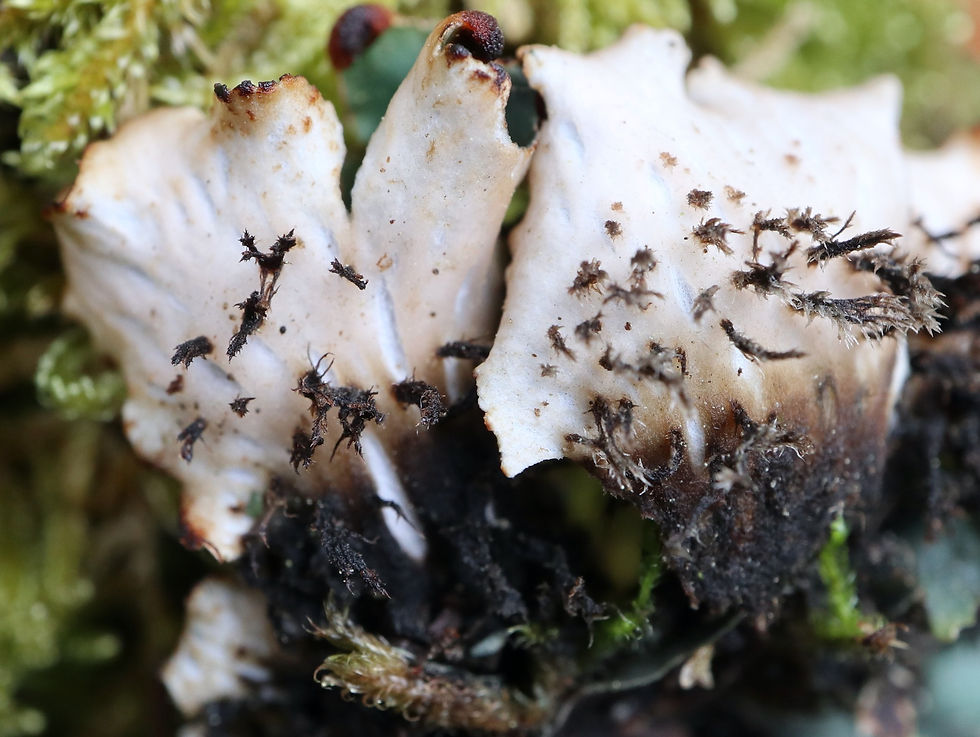 Peltigera neckeri