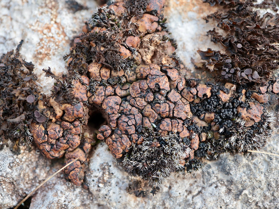 Placidium pilosellum