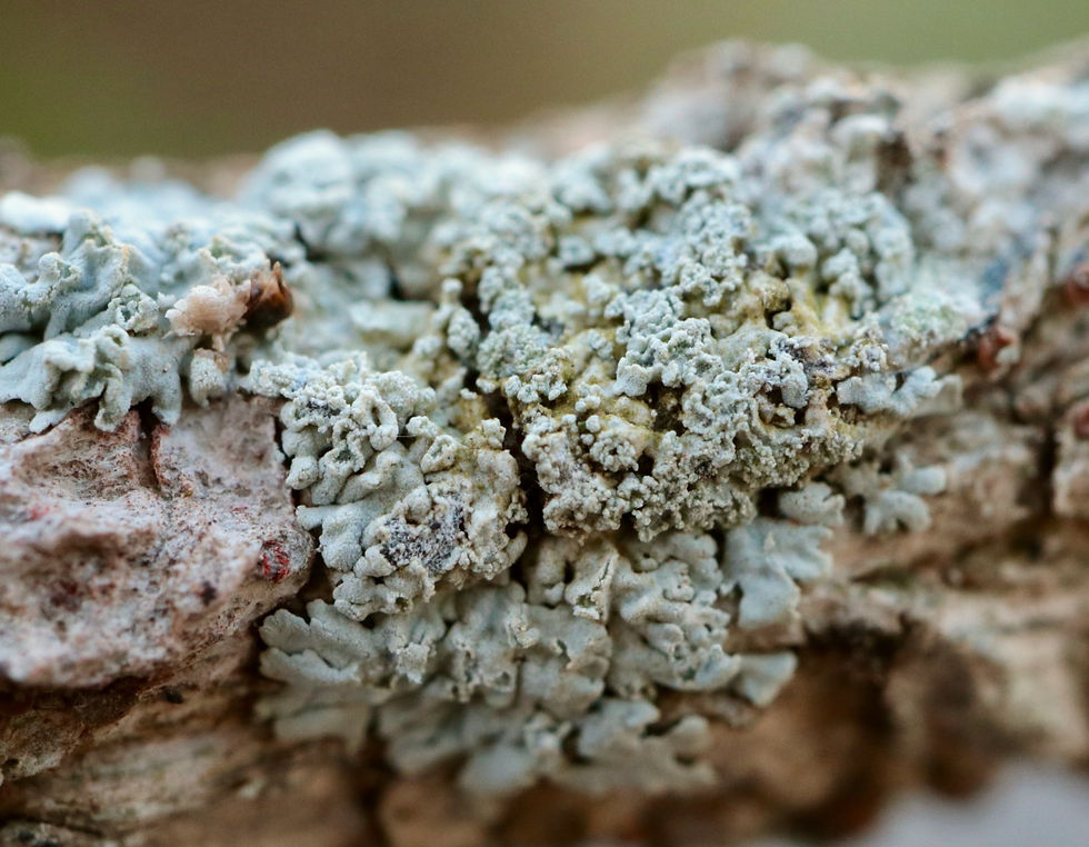 Physcia clementei Buxus