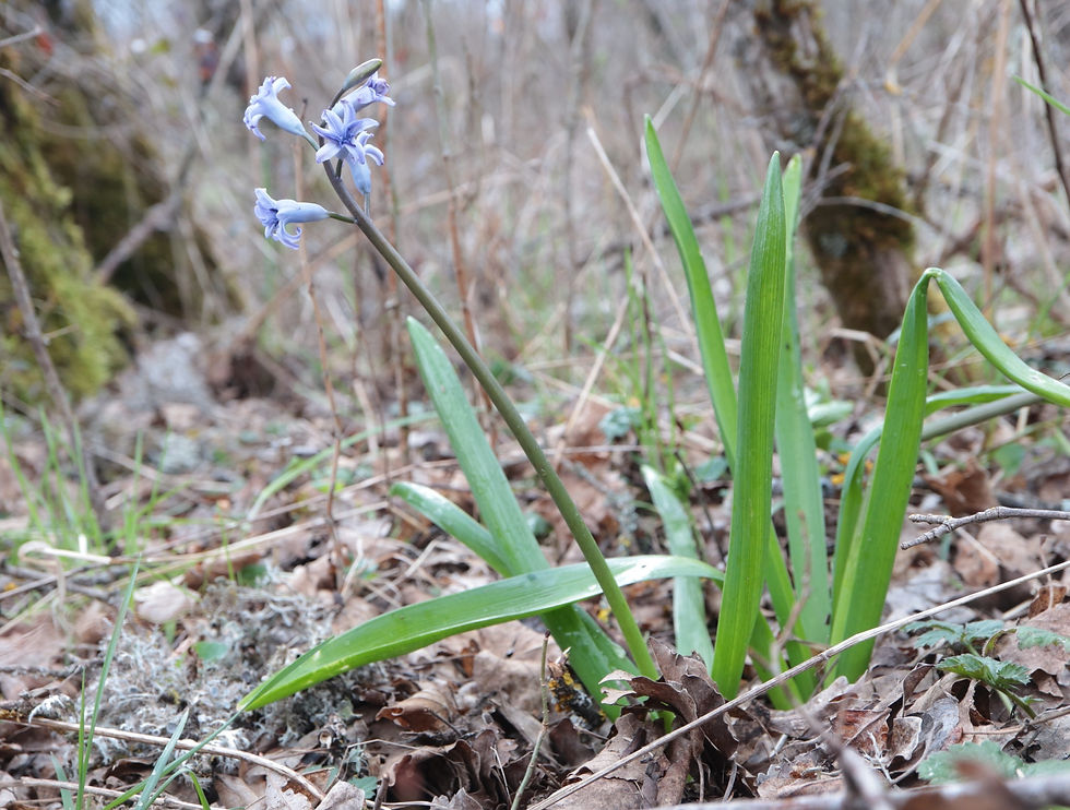 Hyacinthus orientalis