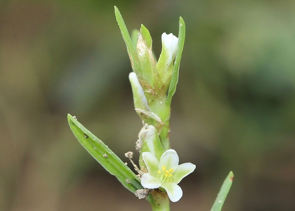 Polygonum aviculare