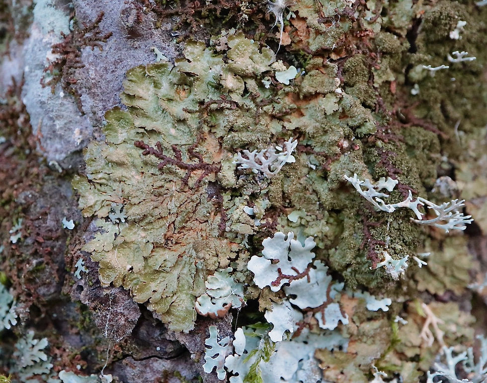 Melanelixia glabratula Pinus lagunage copie