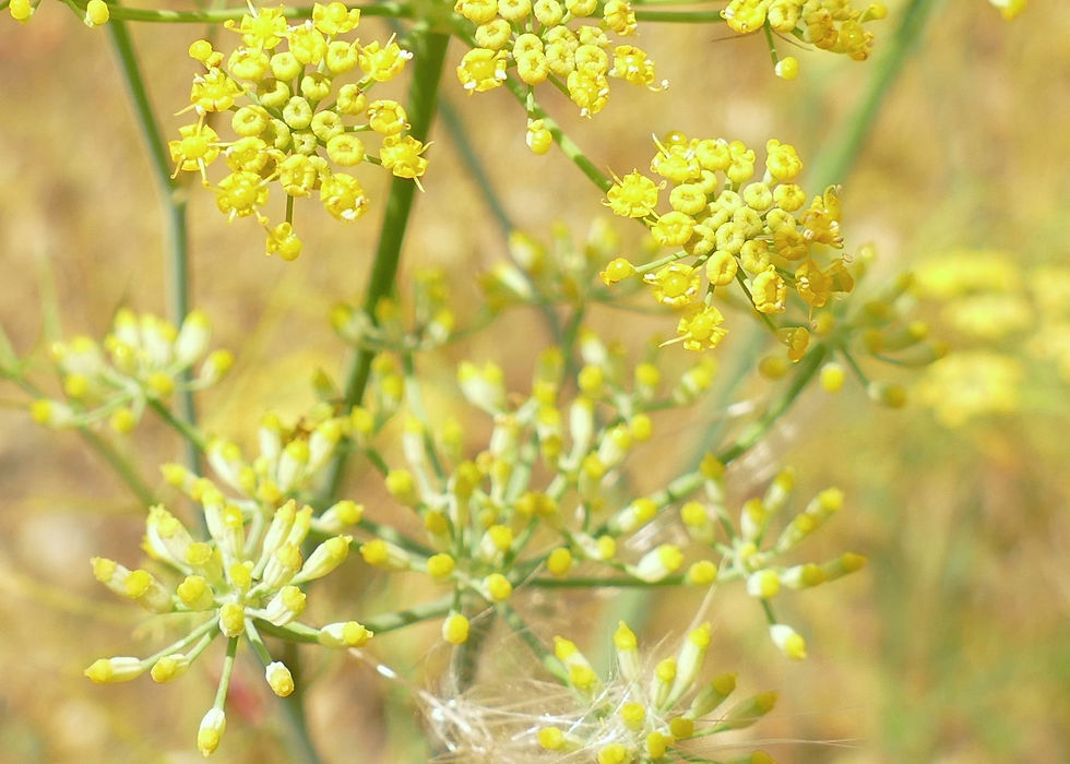 Foeniculum vulgare