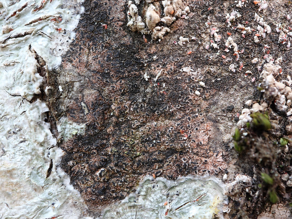 Pseudoschismatomma rufescens Fraxinus