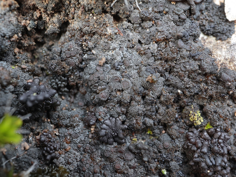 Psorotichia diffracta