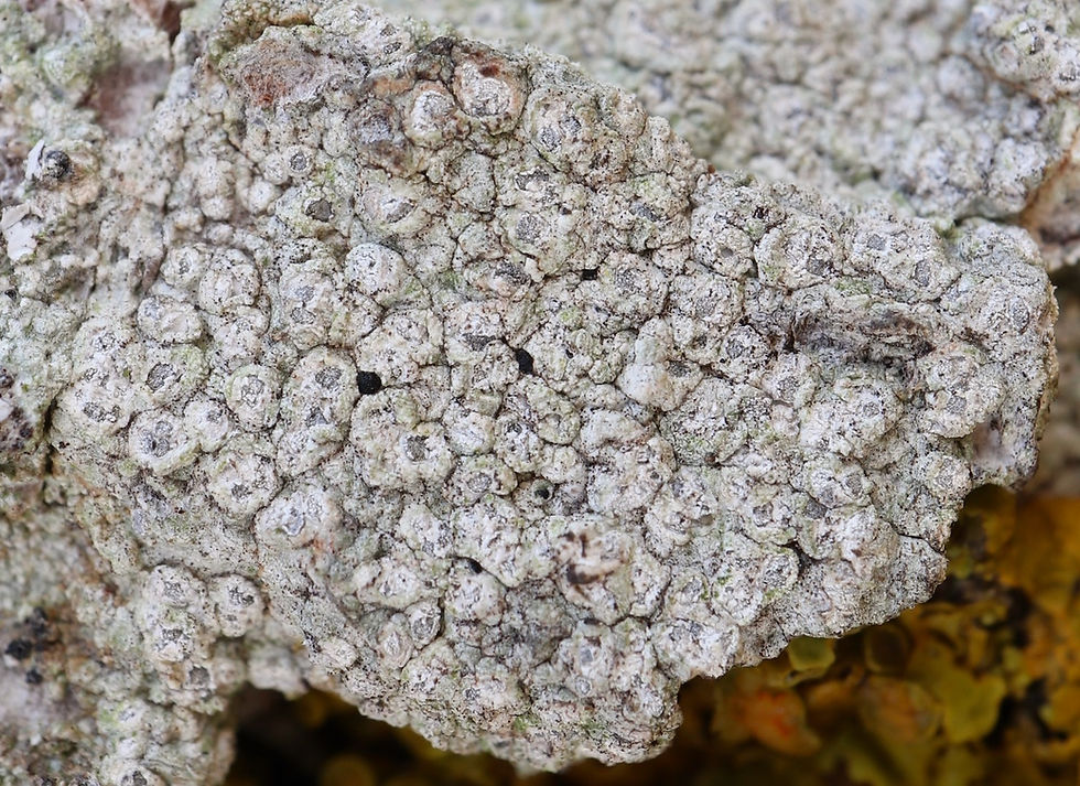 Phlyctis agelaea Tilia