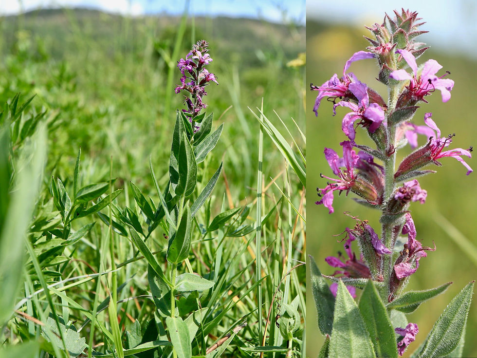 Lythrum salicaria