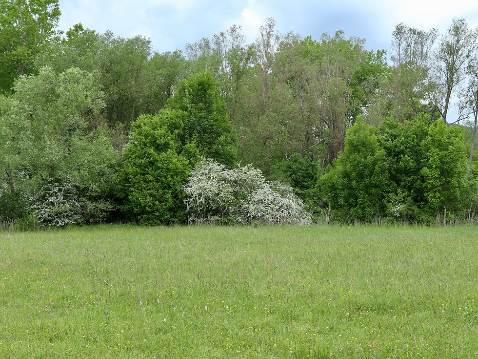 Crataegus monogyna