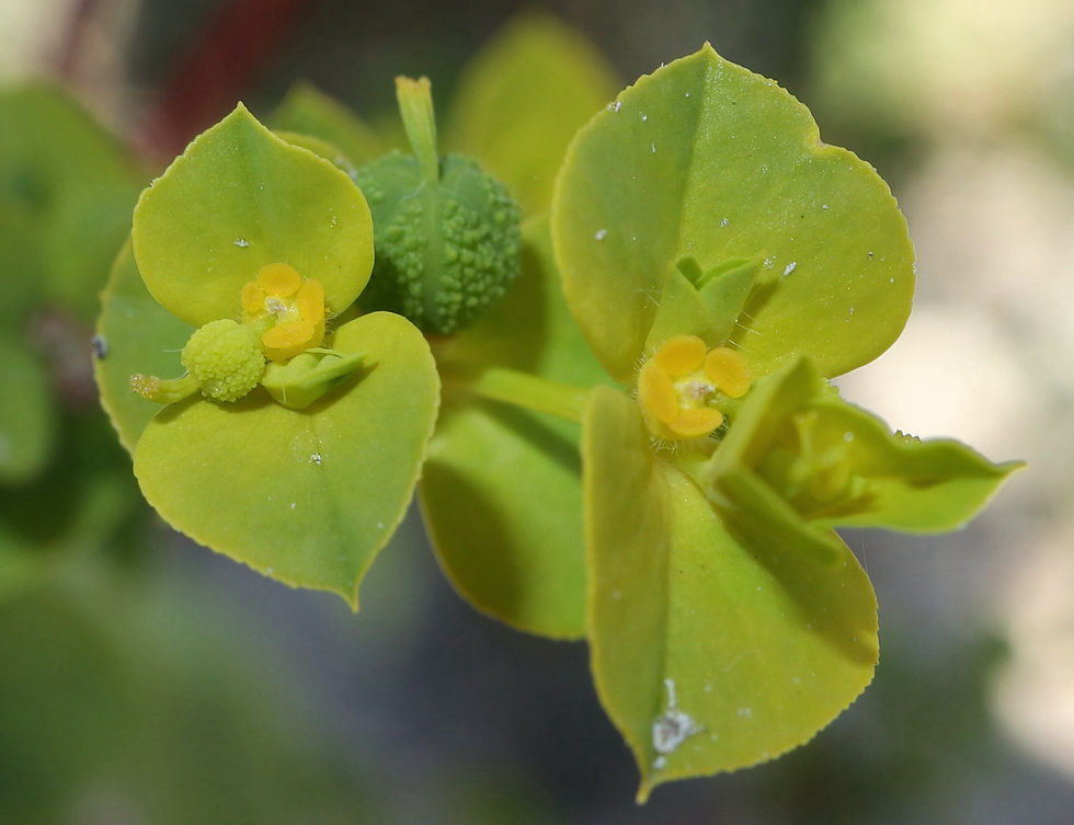 Euphorbia platyphyllos