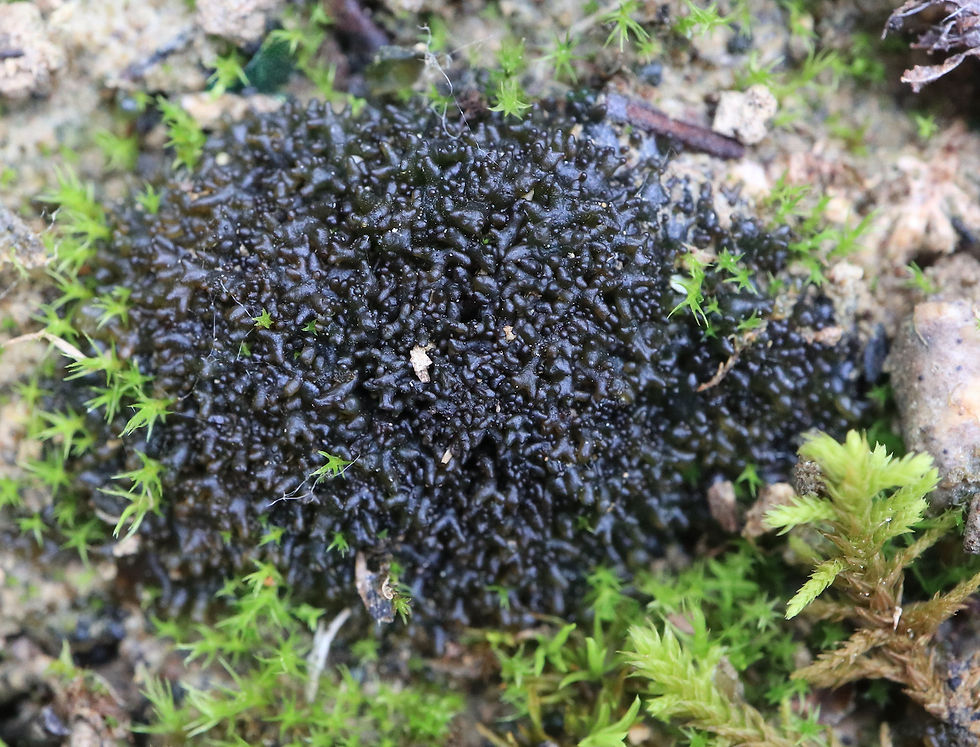 Scytinium schraderi