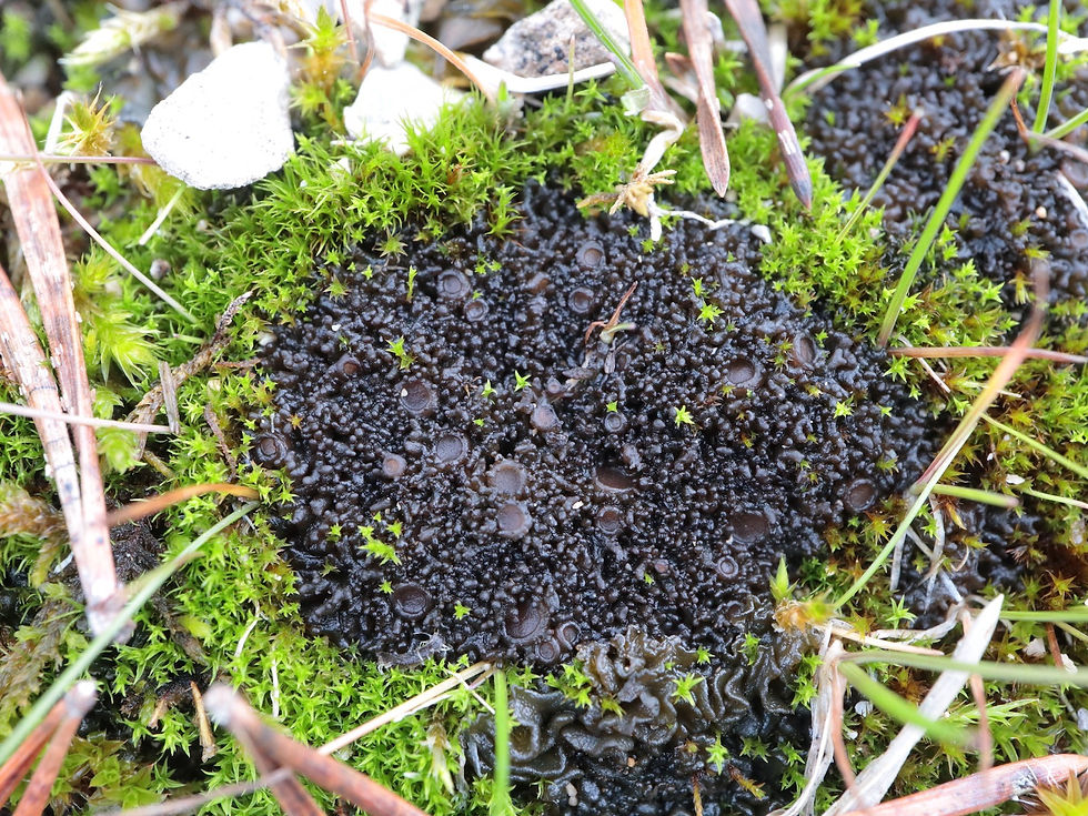 Scytinium schraderi