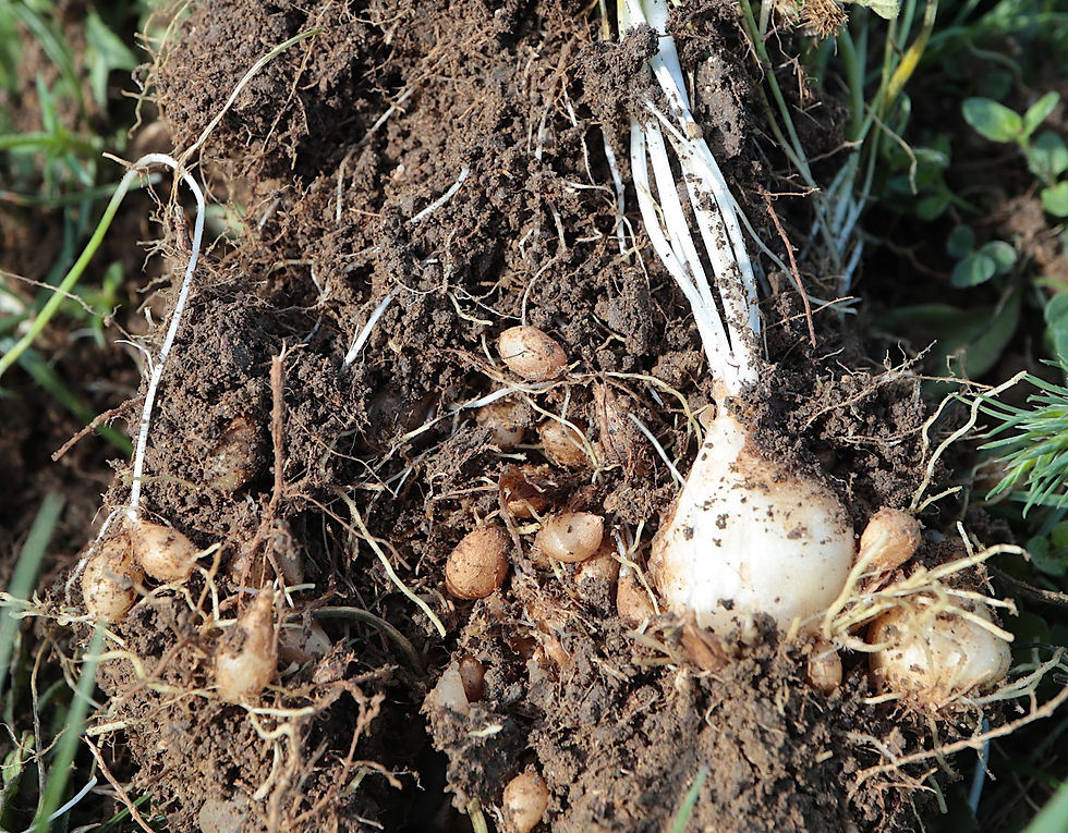 Ornithogalum umbellatum