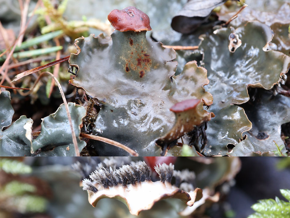 Peltigera horizontalis