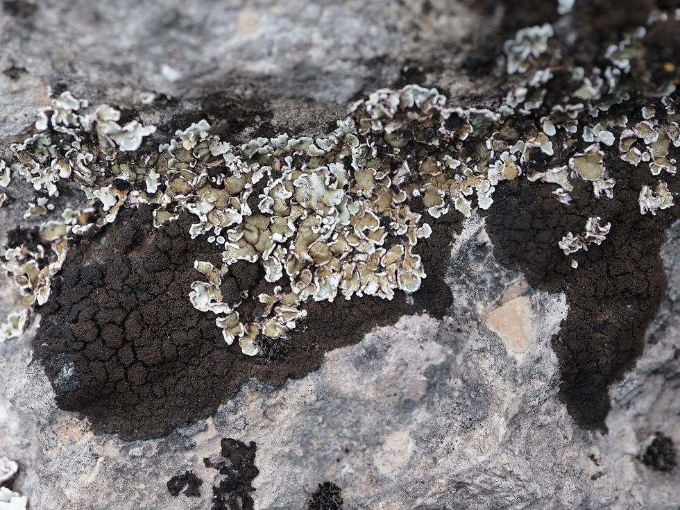 Placynthium pannariellum