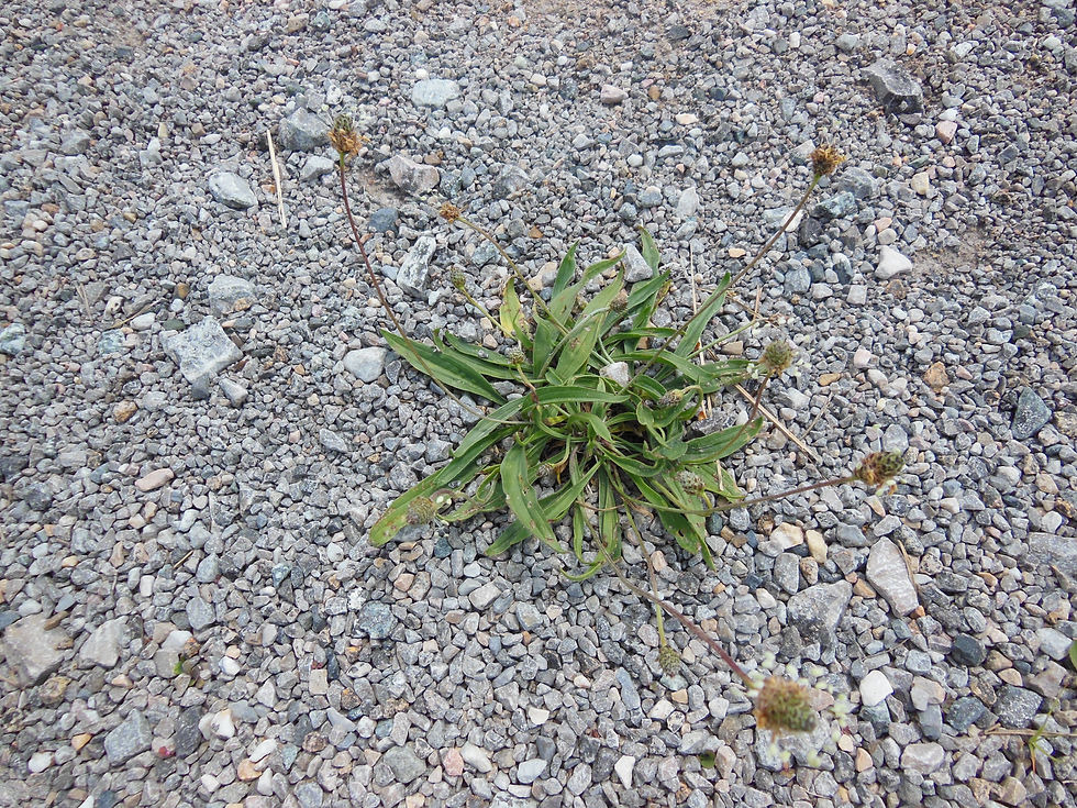 Plantago lanceolata