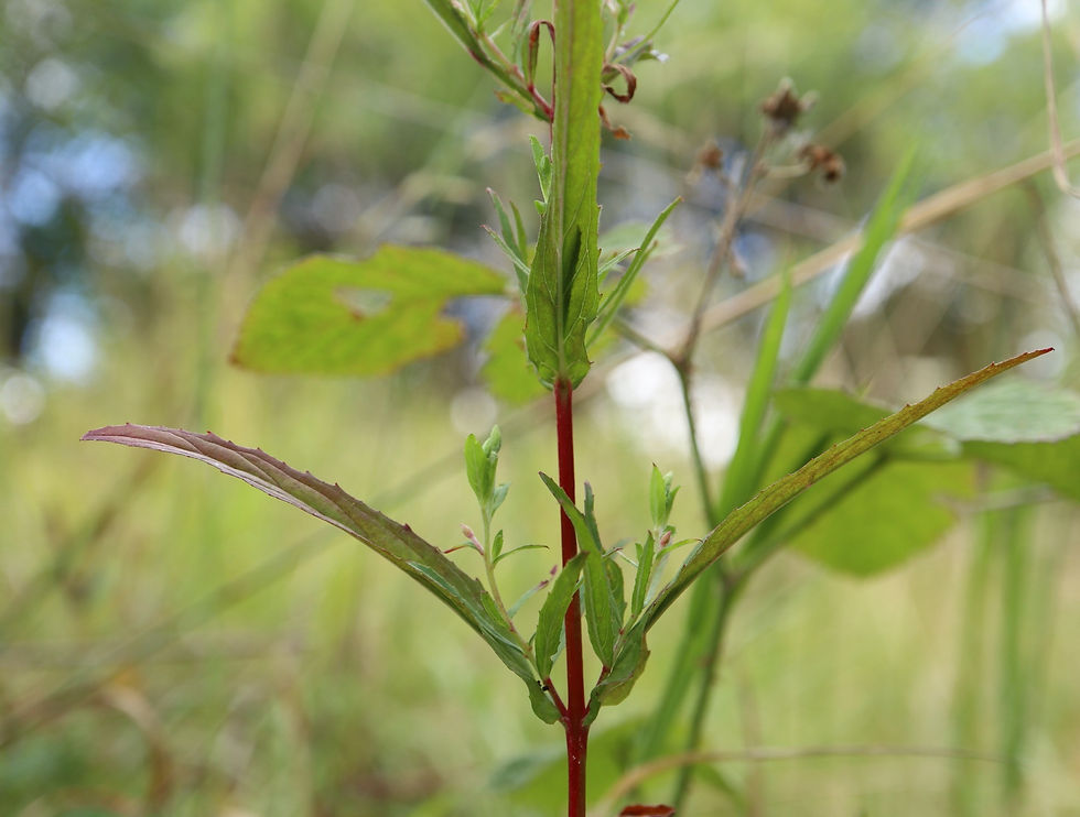 Epilobium lanceolatum
