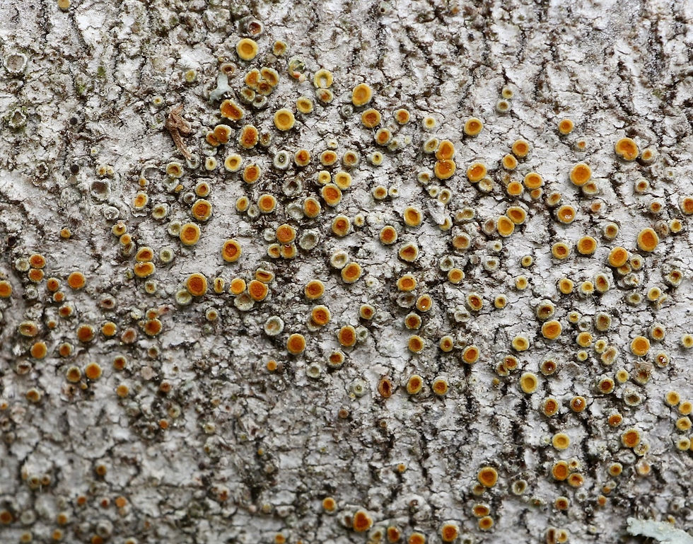 Athallia pyracea P. tremulus
