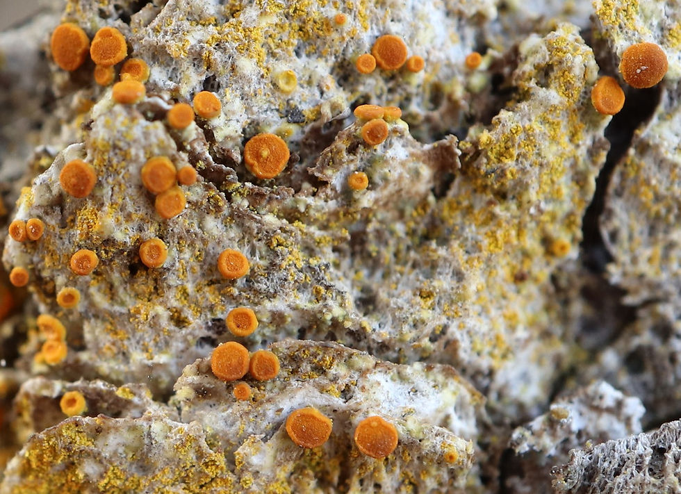 Polycauliona phlogina Pinus colombier copie