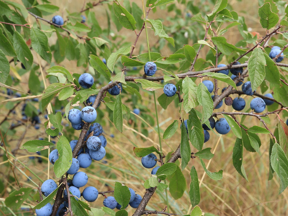 Prunus spinosa var. fruticans